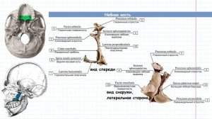 08 ОДА- череп