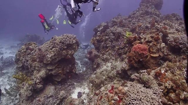 Cozumel Diving TG 5 Olympus смотреть онлайн