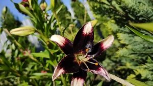 ЦВЕТЕНИЕ РАННИХ ЛИЛИЙ | Обзор сортов ранних лилий