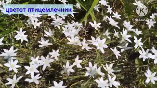 цветение птицемлечника смотреть онлайн