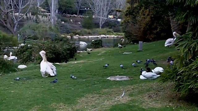 Jerusalem Zoo Pt. 1 смотреть онлайн