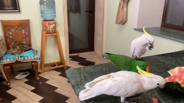 The first watermelon this year, the parrots liked it смотреть онлайн