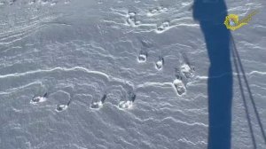 12 апреля в Воркуте. Доча на лыжне.