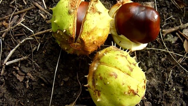 КАШТАНЫ смотреть онлайн