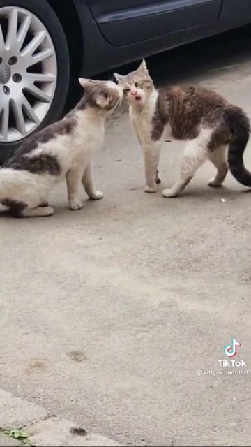 разборки мужа и жены😂 смотреть онлайн