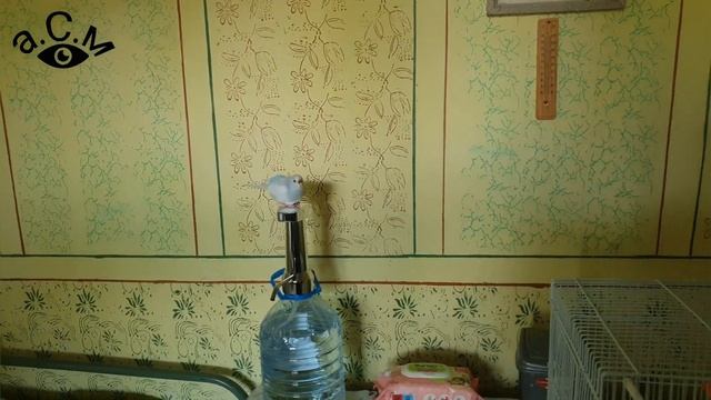 ВЪЛНИСТ ПАПАГАЛ смотреть онлайн