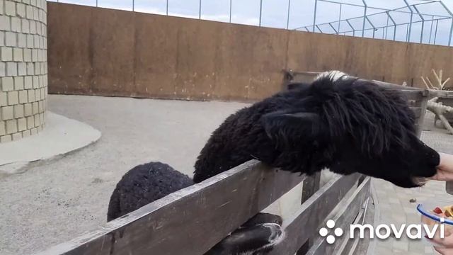 Говорящая лама!) Милые и забавные малыши козлятки.Биопарк.Одесса.Ноябрь 2020. смотреть онлайн