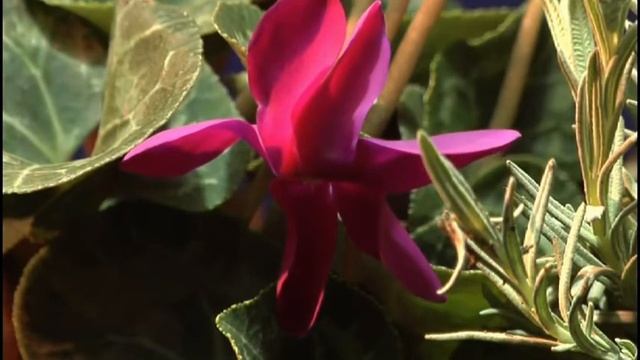 Ксения Лапицкая - Молитва(-) смотреть онлайн