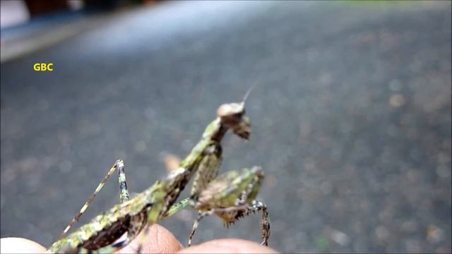 Beautiful Praying Mantis смотреть онлайн