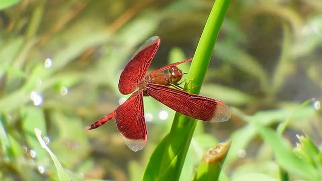 Neurothemis fluctuans male (08Nov2014) смотреть онлайн