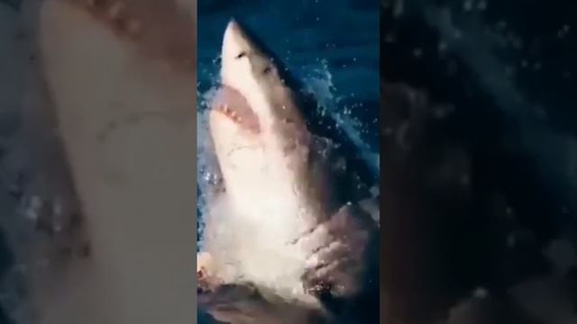 Dolphins attack sharks #animalsvideo #wildlife смотреть онлайн