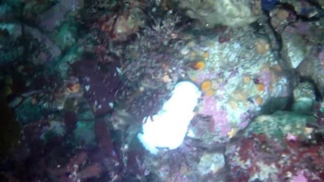 Dive # 538 Breakwater, Rough day 11-24-14 смотреть онлайн