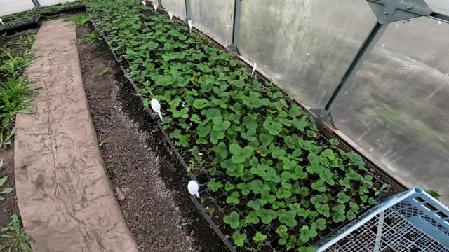 Состояние ягод на 12 апреля. смотреть онлайн