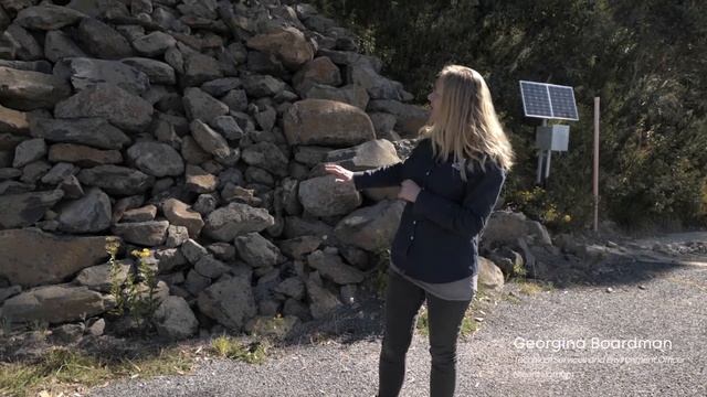 Mountain Pygmy-possum Recovery Project update - full version смотреть онлайн