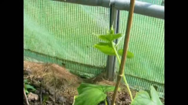 How to grow organic cucumbers from seed in Ireland [Part 1] смотреть онлайн