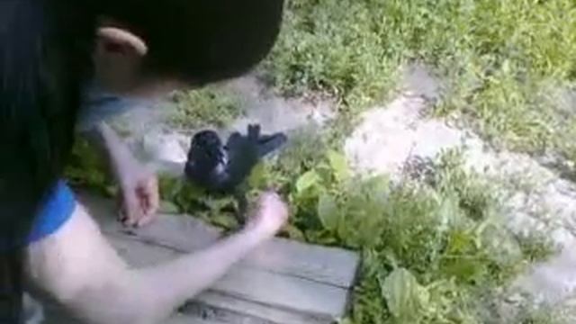 Ручная галка на прогулке.