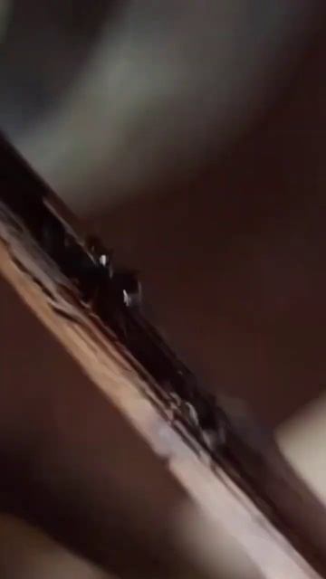 Муравьиная ферма без арени lasius niger смотреть онлайн