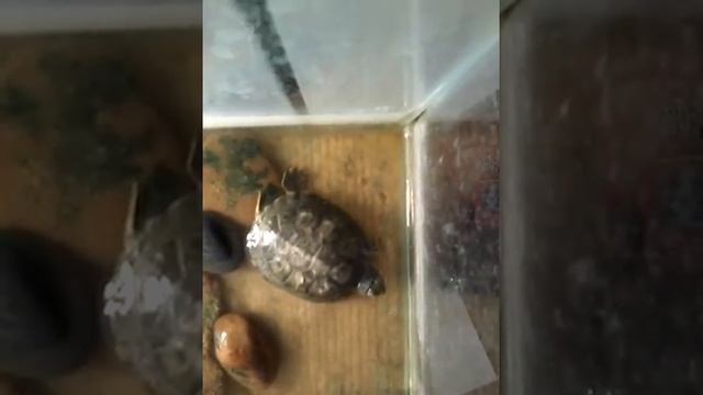 Канал о питомцах смотреть онлайн