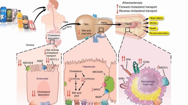 Carnitine, Choline, Cancer and Cholesterol: The TMAO Connection смотреть онлайн