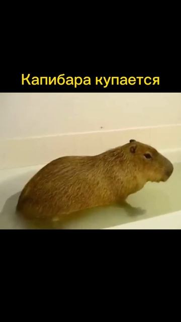 Капибара купается #shorts #capybara #like #капибара смотреть онлайн