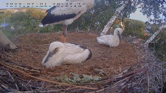 record 0000 0000 CH01 20200701201402 20200701205822 смотреть онлайн