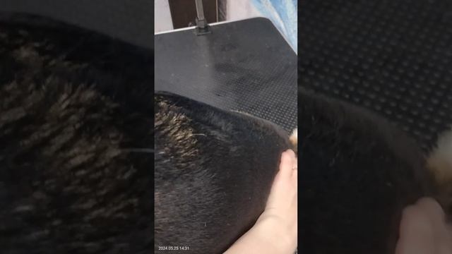 Экспресс-линька бигль смотреть онлайн