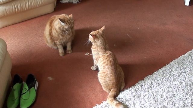 Fur wars 1.mp4 смотреть онлайн