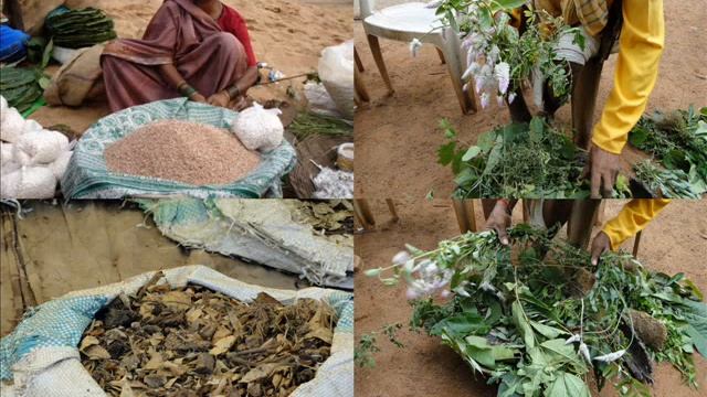 Medicinal Rice P5 Formulations for Acantholimon Toxicity: Pankaj Oudhia's Medicinal Plant Database смотреть онлайн