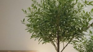 Изумрудное дерево - Радермахера китайская - Уход за комнатными цветами