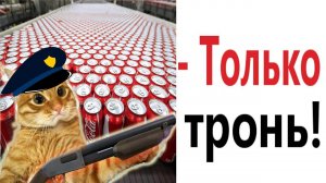 ПРИКОЛЫ С КОТАМИ! Смешные ЖИВОТНЫЕ с озвучкой! Смешные коты!