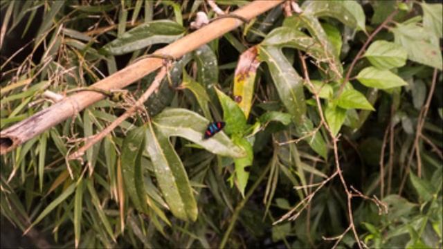 El baile del oso hormiguero. L. Cinetto смотреть онлайн