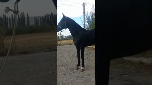 палтарашка смотреть онлайн