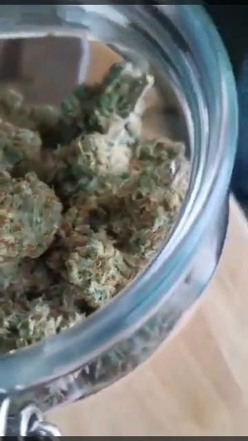 Royal Queen Seeds - Royal Creamatic смотреть онлайн