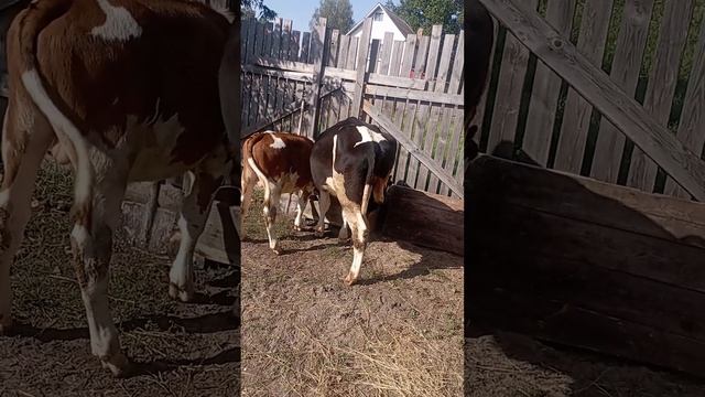 Решаем сдавать корову или ещё подождать🤔 смотреть онлайн