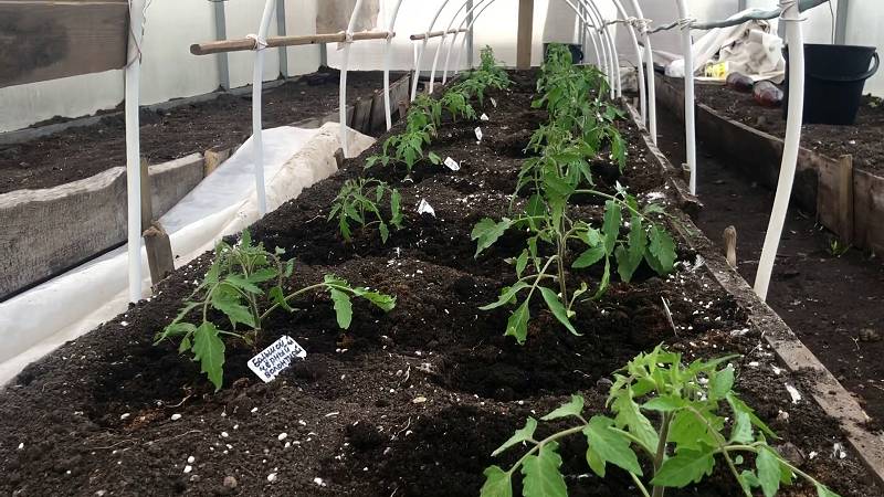 СЕКРЕТЫ ранней высадки ТОМАТОВ и их ПРИЖИВАЕМОСТИ НА ПОСТОЯННОМ МЕСТЕ. смотреть онлайн