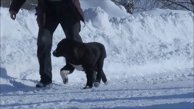 Экспо Маргарет'с Валькирия 3,5 мес смотреть онлайн