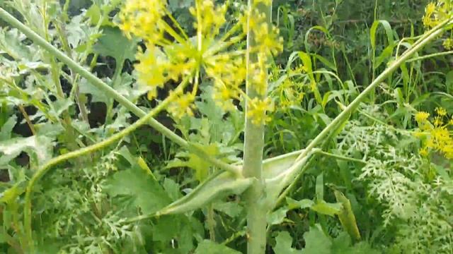 Растения в природе 8 смотреть онлайн