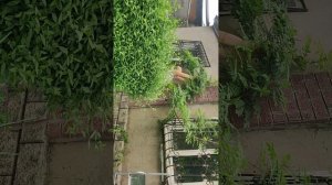 формирование глицинии в форме дерева