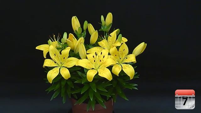 Asiatic Potlily 'Golden Matrix' смотреть онлайн