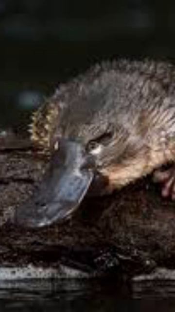 ONE of the ONLY MAMMALS that LAY EGGS!!!#australia#newguinea#venomous#youtubeshorts#platypus#amazin смотреть онлайн