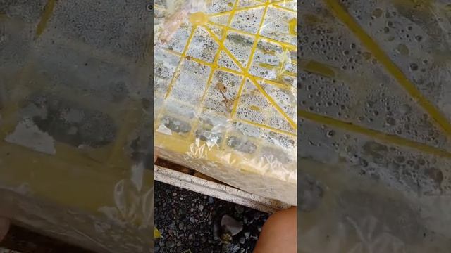 caladium propagation didn't work 😞😞 смотреть онлайн