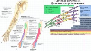 66 Сплетения