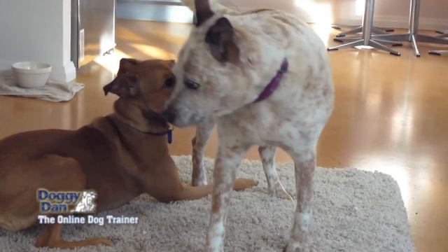 Dominant Dog Play - Are The Dogs Fighting OR Is It Playtime? смотреть онлайн