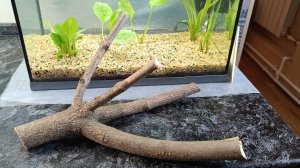 Обработка коряги для аквариума без кипячения ж