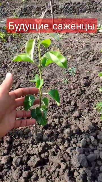 Саджанці. Зимове щеплення. Уход за деревьями смотреть онлайн