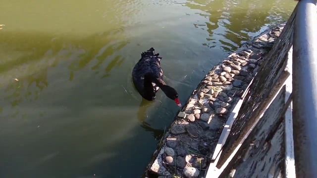 Оказывается... лебеди любят траву смотреть онлайн