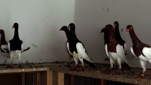 Lajos Szabó's Magpie pigeons смотреть онлайн