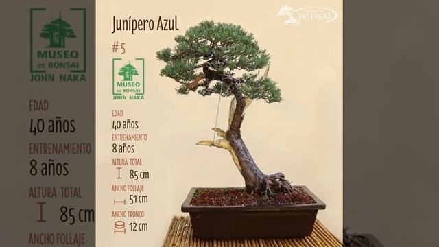 Junipero Azul en museo de de bonsai смотреть онлайн