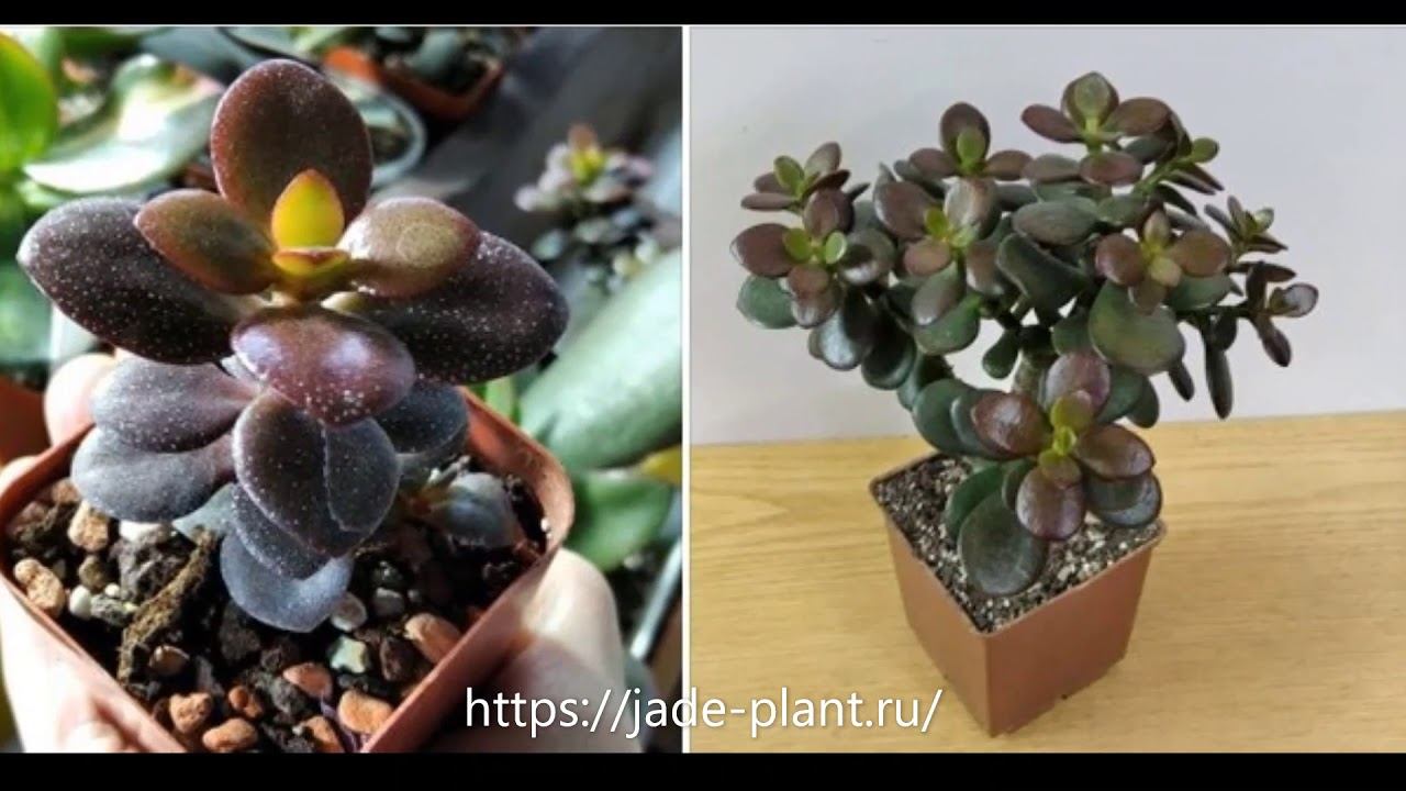 Jade Plant Денежные деревья смотреть онлайн