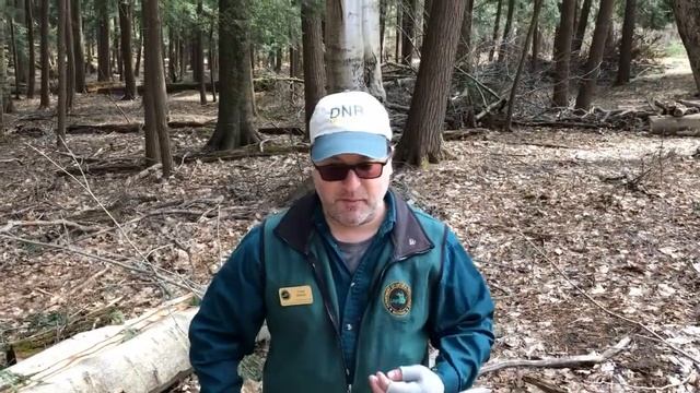 Tree Detective Invasive Species Edition-Preventing the Spread of Hemlock Wooly Adelgid (HWA) смотреть онлайн